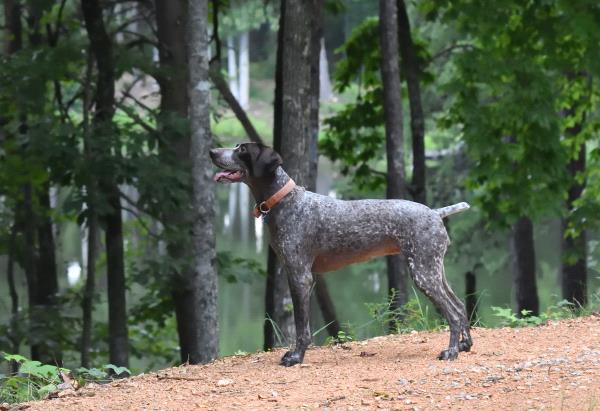 /Images/uploads/Southeast German Shorthaired Pointer Rescue/segspcalendarcontest2018/entries/8760thumb.jpg